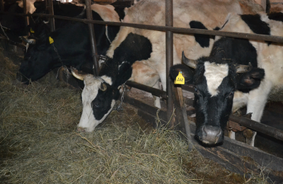 Животноводы Чулымского района повышают продуктивность молочного скота