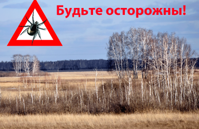 В Новосибирской области зарегистрированы первые в этом году случаи укуса клеща