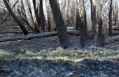 Ущерб от лесных пожаров составляет более 17 млн рублей