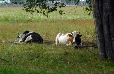 967 фуражных коров в КФХ Чулымского района