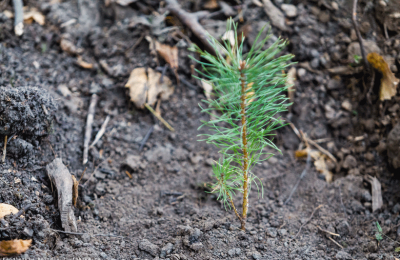 120 тысяч новых сосен высажено в этом году на территории Чулымского района