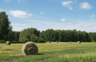 План заготовки сена в Чулымском районе перевыполнен на 10 процентов.
