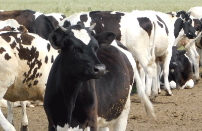 Более четырёх тысяч тонн молока произвели сельхозпредприятия Чулымского района с начала года