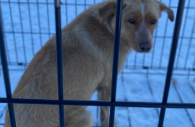 Четыре безнадзорные собаки отловлены в Чулыме в ходе рейда