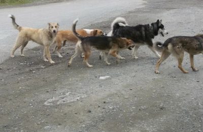 Очередной отлов собак проведут в Чулымском районе 21 апреля.