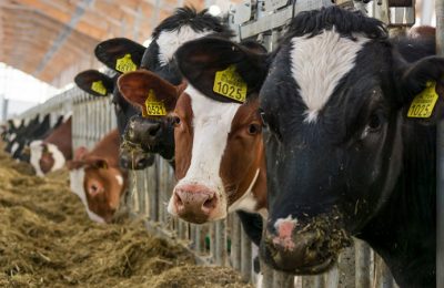Животноводы Чулымского района производят в день 15 тонн молока.