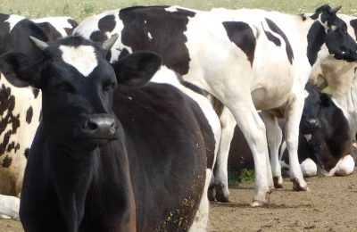 Более 11 тонн молока в день производится в Чулымском районе