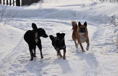 Число жалоб на бродячих собак выросло в Чулымском районе