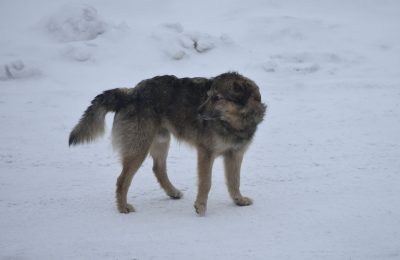 На улицах Чулымской и Добролюбова поймали семь бесхозных собак