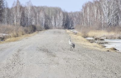Подольская компания разработала проект ремонта дороги Чулым – Большеникольское