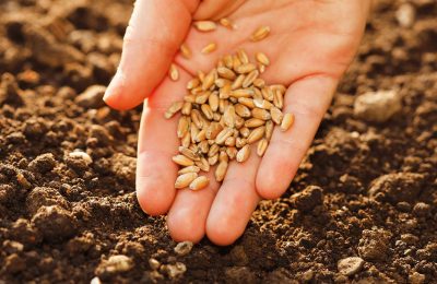 98 процентов семян в Чулымском районе признаны пригодными для сева