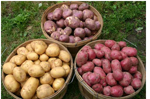 Готовим картофель к посадке: советы дают специалисты Россельхознадзора