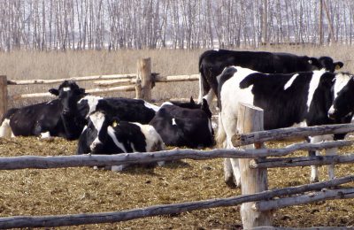 С начала года предприятиями Чулымского района произведено 1 457 тонн молока.