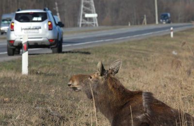 33 лося и 22 косули погибли в ДТП с начала года в Новосибирской области