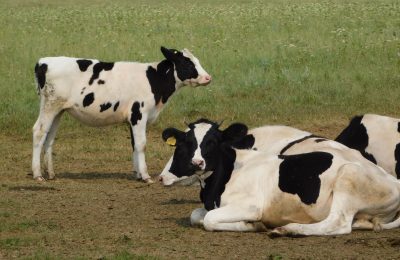 Животноводами Чулымского района реализовано 1954 тонны молока