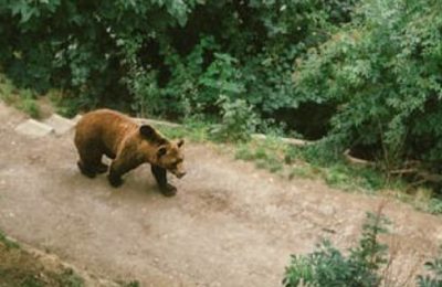 Крупный медведь напал на домашний скот в Чулымском районе.