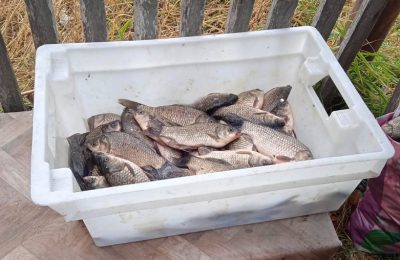 В Новоиткуле бесплатно раздают свежую рыбу