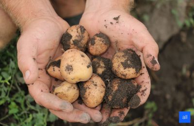 Чулымский район оказался аутсайдером по производству картофеля