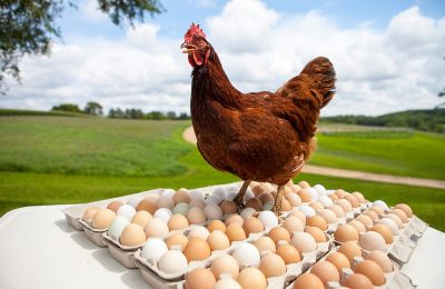 Область стабилизирует ситуацию на рынке куриного мяса и яиц