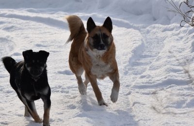 Собаководов просят привязать собак в Чулымском районе