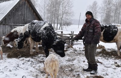 Многодетная семья строит дом и развивает ферму в Илюшино