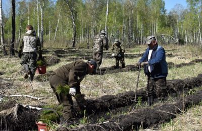 130 тысяч саженцев высадят лесничие в лесах Чулымского района