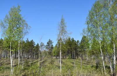 Рост количества клещей в чулымских лесах объяснили лесничие