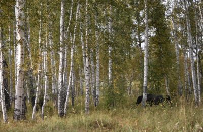 Яркая одежда и спички в кармане. Что делать, если заблудился в лесу