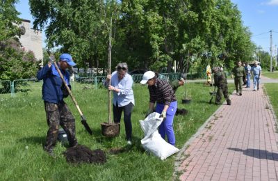 Рябины и гортензии высади в центре Чулыма участники субботника