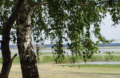 В Чулымском районе состоялся праздник, посвященный березке