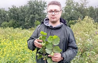 Фермер начал выращивать фундук в Чулымском районе