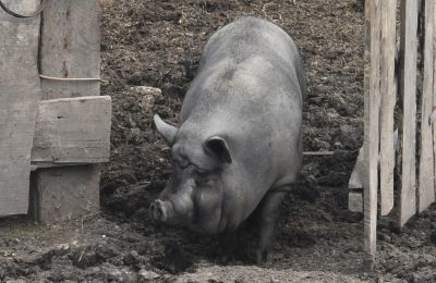 Штраф за «свинство»: суд постановил взыскать 2,3 млрд рублей с АО «Кудряшовское» за вред природе