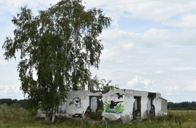 Медведь миновал электропастуха и убил овец в Воздвиженском сельсовете