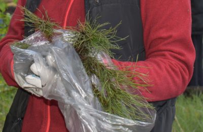 800 тысяч хвойных высадили в НСО в ходе акции