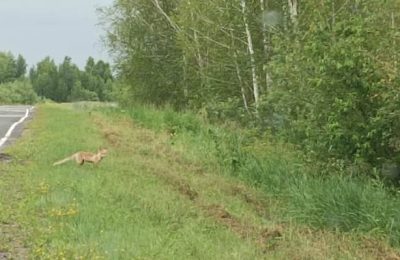 Десять кабанов разрешили отстрелить в чулымских лесах