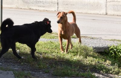 Реализацию закона об обращении с животными без хозяев в Новосибирской области поставят под строгий общественный контроль