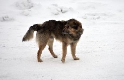 После страшной трагедии в сибирских регионах вводят эвтаназию для агрессивных животных