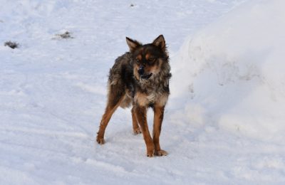 Компенсацию за укус ребёнка бездомной собакой взыскали в Кыштовке