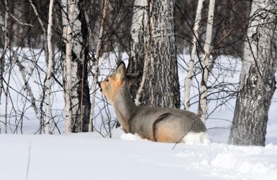 Как помочь обитателям зимнего леса