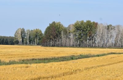 Цены на зерно не радуют чулымских хлеборобов