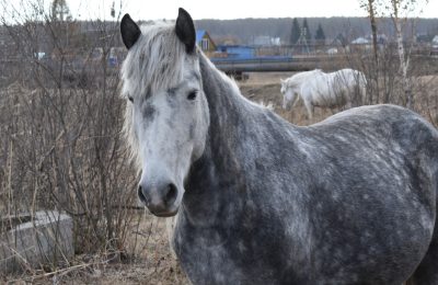 Такие разные Сивки-бурки