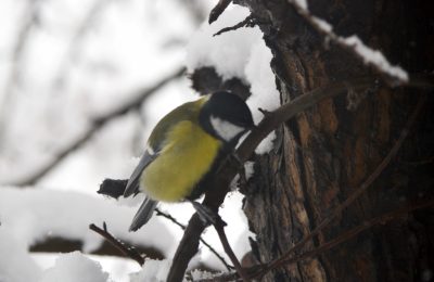 Под кружащийся снежок