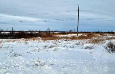 Косульи пути. Куда и почему идут косули, объяснили в минприроды