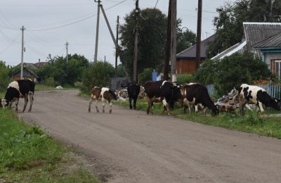 Сколько коров и свиней держат жители Чулымского района