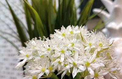 Грядка на подоконнике. Выращиваем ароматную зелень к Новому году