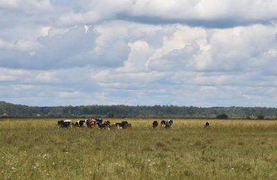 Дойное стадо сокращается в Чулымском районе из-за дефицита кадров