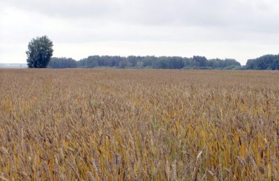 Рекордный урожай получили чулымские хлеборобы по итогам тяжёлой уборочной