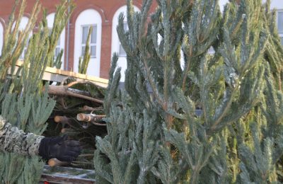 Фейк о «ёлочных клещах» опровергли специалисты