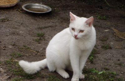 Пушистые истории. Спасли и полюбили