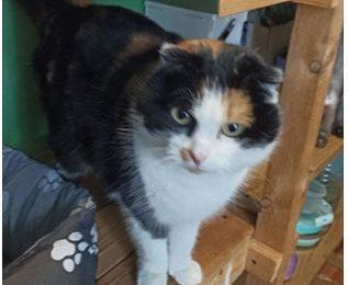 Пушистые истории. Выбросили за то, что заболела